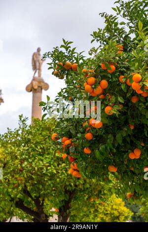 Orangers dans le jardin de l'Académie d'Athènes, l'académie nationale de Grèce, et le plus haut centre de recherche du pays. Banque D'Images