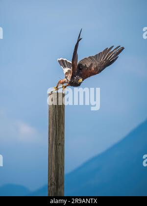 Harris Hawk se départir d'un poste en bois lors d'un spectacle à Adler Arena Villach, Carinthie, Autriche Banque D'Images