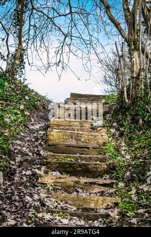 Escaliers en bois dans une forêt avec lierre vert menant à un ciel bleu dans le ciel Banque D'Images