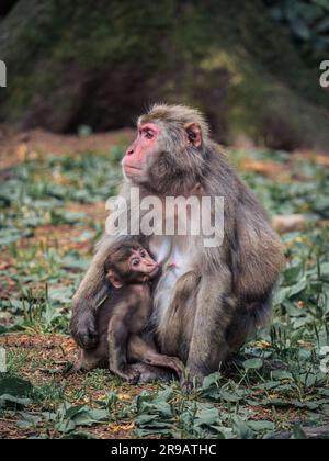 La mère japonaise de singe-neige avec son bébé assis dans l'herbe qui regarde loin à Landskron, Villach, Carinthie, Autriche Banque D'Images