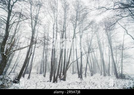 Dans une forêt d'hiver brumeux avec barenaked arbres sur une matinée de brouillard froid Banque D'Images
