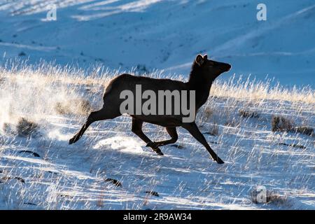 Amérique du Nord ; États-Unis ; Montana ; Parc national de Yellowstone ; faune ; Mammifères; wapiti des Rocheuses; Cervus elaphus; hiver; vache; Coucher de soleil Banque D'Images