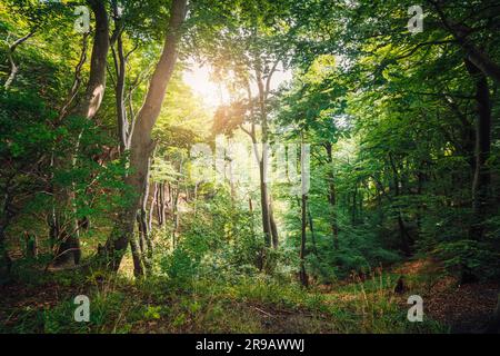 Forêt verte avec le soleil se faisant un pic à travers les feuilles lors d'une journée lumineuse en été Banque D'Images