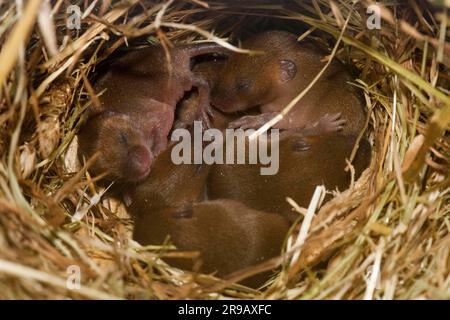 Souris de récolte eurasienne (Micromys minutus), jeune animal, Rhénanie-Palatinat, Allemagne Banque D'Images