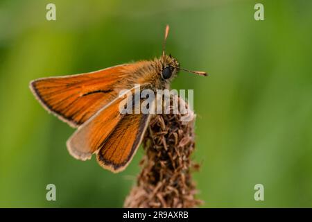 Moth Venata détente sur le lac des Joncs Banque D'Images