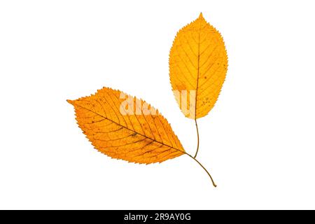 Feuilles d'automne tombées isolated on white Banque D'Images