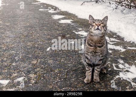 Chat assis sur un trottoir en hiver Banque D'Images