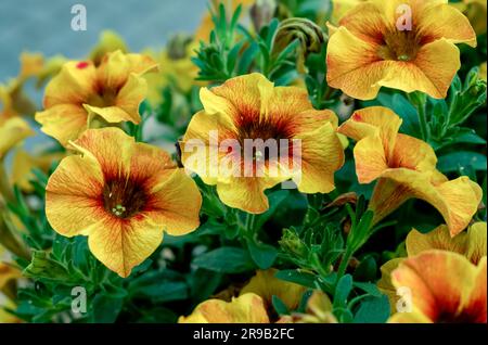 Fleurs ornementales jaunes pétunia avec un centre rouge en forme d'étoile, avec des feuilles vertes, dans un habitat naturel en pleine floraison en gros plan Banque D'Images