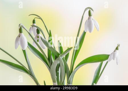 Perce-neige au printemps sur un fond vert frais Banque D'Images