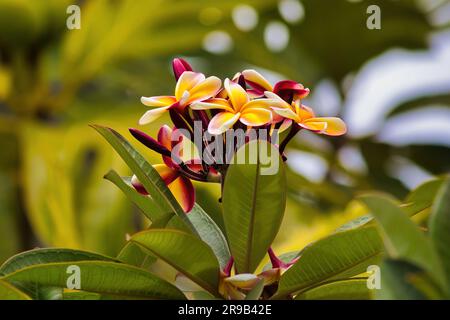 Plumeria multicolore en fleur à maui. Banque D'Images