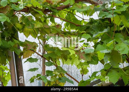 Vin Vert plantes dans une fenêtre avec la rosée Banque D'Images