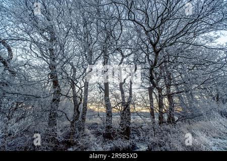 Branches couvertes de givre et le lever du soleil sur un matin d'hiver Banque D'Images