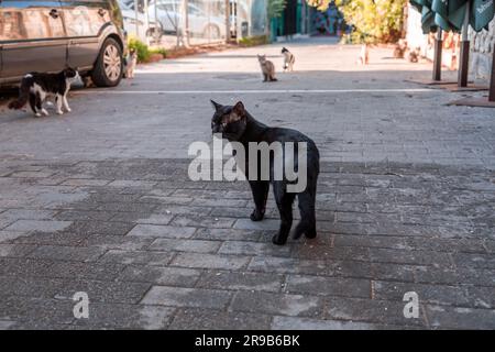 Athènes, Grèce - 25 novembre 2021 : les chats errants sont nourris par les habitants de la rue à Athènes, Grèce. Banque D'Images