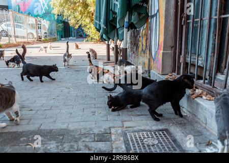 Athènes, Grèce - 25 novembre 2021 : les chats errants sont nourris par les habitants de la rue à Athènes, Grèce. Banque D'Images