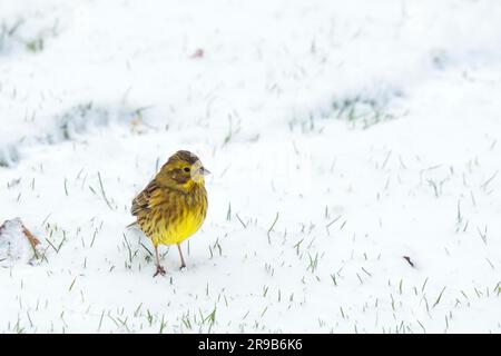 Yellowhammer bird à la recherche de nourriture dans la neige en hiver Banque D'Images