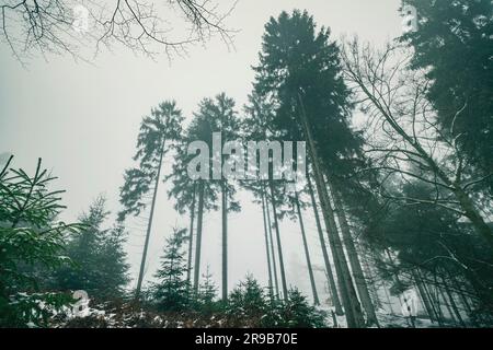 Grands pins dans un paysage brumeux dans l'hiver avec brouillard Banque D'Images