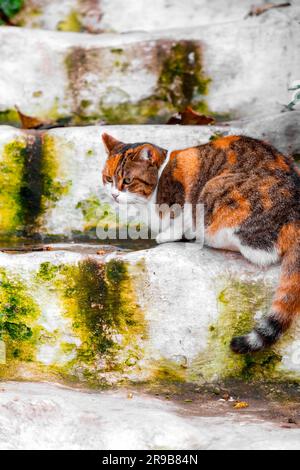 Chat errant assis sur des marches dans le district d'Anafiotika à Athènes, Grèce. Banque D'Images