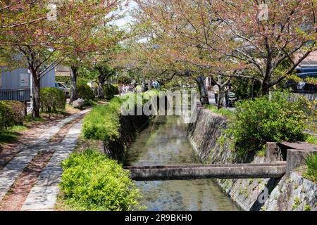 Les philosophes marchent sur le chemin de Kyoto au printemps 2023 avec sakura de cerisiers en fleurs, Kyoto, Japon, Asie Banque D'Images