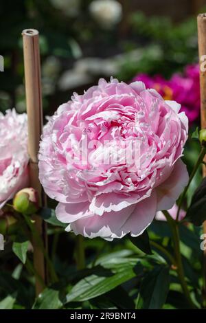 'Morning Kiss' pivoine de jardin commune, Luktpion (Paeonia lactiflora) Banque D'Images