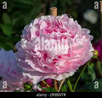 'Morning Kiss' pivoine de jardin commune, Luktpion (Paeonia lactiflora) Banque D'Images