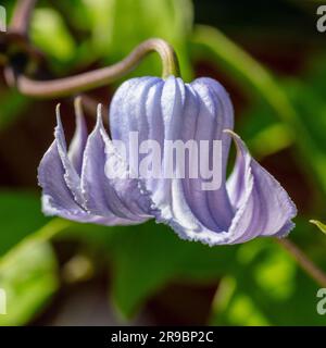 'Crispa Angel' Vasevine, Urnklematis (Clematis viorna) Banque D'Images