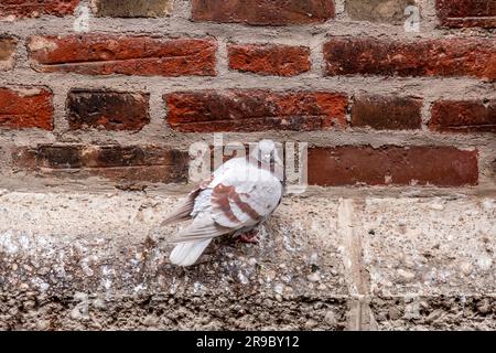 Pigeon brun et gris reposant sur l'ancien mur de briques Banque D'Images