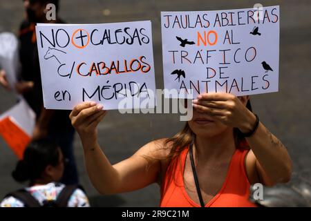 Non exclusif: 25 juin 2023, Mexico, Mexique: Des milliers de personnes ont participé à la Marche des citoyens pour les droits des animaux, exigeant une législation pour Banque D'Images