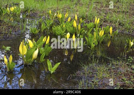 Chou-mouffette de l'Ouest (Lysichiton americanus) - également appelé chou-mouffette jaune, chou-mouffette américain ou lanterne marécageuse. Colombie-Britannique, Canada. Banque D'Images