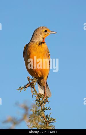 Une longue griffe de cap (Macronyx capensis) perchée sur une branche contre un ciel bleu, en Afrique du Sud Banque D'Images