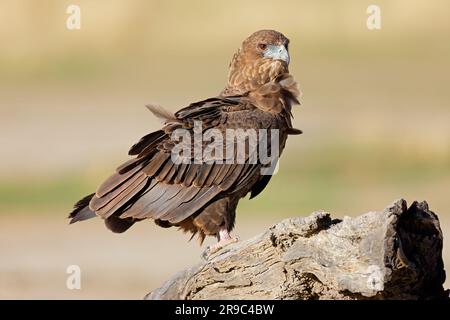 Un aigle de Bateleur immature (Terathopius ecaudatus) perché sur une souche d'arbre, désert de Kalahari, Afrique du Sud Banque D'Images