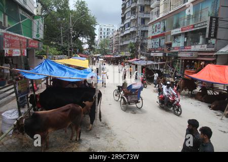 Dhaka Bangladesh 25jun2023, malgré l'interdiction de la corporation de la ville, la cabane de Qorbani est assise sur la route cette photo a été prise dhaka meradia marché de bétail Banque D'Images