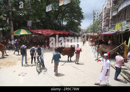 Dhaka Bangladesh 25jun2023, malgré l'interdiction de la corporation de la ville, la cabane de Qorbani est assise sur la route cette photo a été prise dhaka meradia marché de bétail Banque D'Images