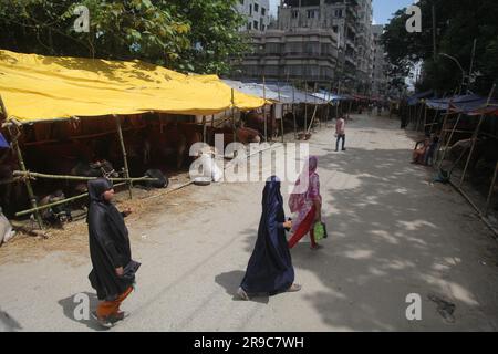 Dhaka Bangladesh 25jun2023, malgré l'interdiction de la corporation de la ville, la cabane de Qorbani est assise sur la route cette photo a été prise dhaka meradia marché de bétail Banque D'Images