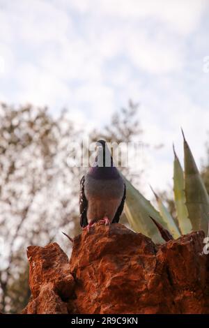 Pigeon commun sur les parois rocheuses du parc Guell à Barcelone, Catalogne, Espagne. Banque D'Images