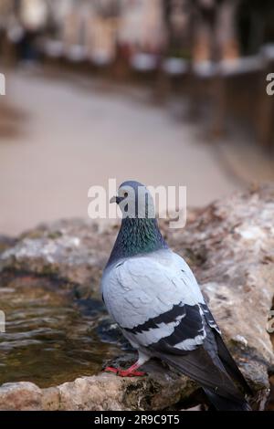 Pigeon commun sur les parois rocheuses du parc Guell à Barcelone, Catalogne, Espagne. Banque D'Images