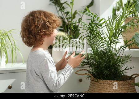 Joli petit garçon près de belles plantes vertes à la maison. Décoration de la maison Banque D'Images