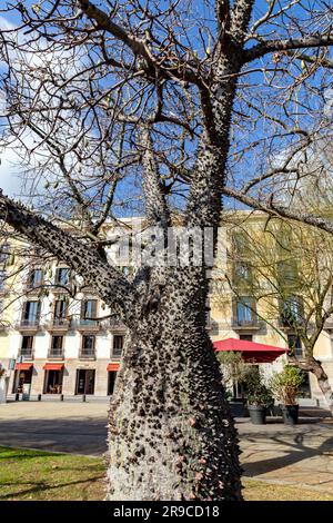 Barcelone, Espagne - 10 FÉVRIER 2023: Ceiba insignis, l'arbre blanc en soie dentaire, est une espèce de plante à fleurs de la famille des Malvaceae, trouvée à Barcelone Banque D'Images