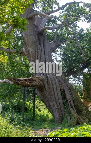 Un chêne anglais de 600 ans (Quercus Rober) qui grandit dans le Hampshire dans le sud de l'Angleterre. Le tronc est en fait creux. Banque D'Images