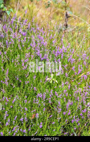 Fleurs de bruyère en été Banque D'Images