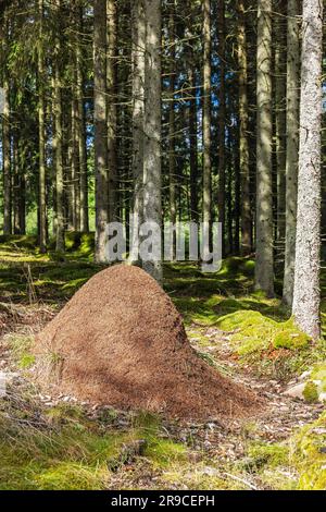 Grand anthill dans une forêt de conifères Banque D'Images