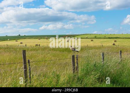 Curlew en été. Nom scientifique: Numenius arquata. Le curlew adulte perché sur un poste de clôture dans l'habitat naturel des terres agricoles pendant la saison de reproduction. Banque D'Images