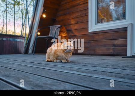 Le chat rouge est assis sur une terrasse en bois de la cabane en rondins le soir Banque D'Images