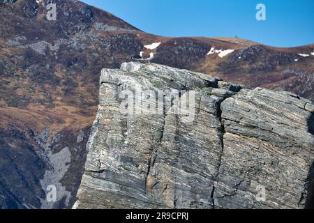 Mouettes assises sur un rocher dans le fjord en Norvège. structure en pierre rugueuse. Oiseaux sauvages. Paradis de la pêche dans la région de Selje Banque D'Images