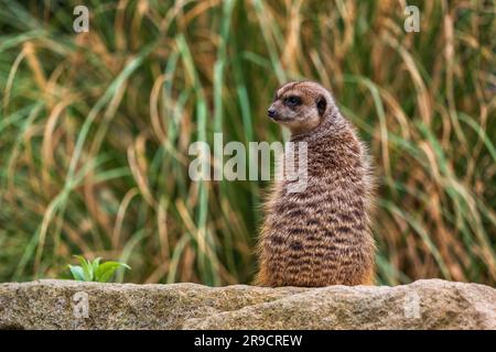 Meerkat (Suricata suricata), garde au sol, petit animal de la famille des Herpestidae, région: Afrique du Sud. Banque D'Images