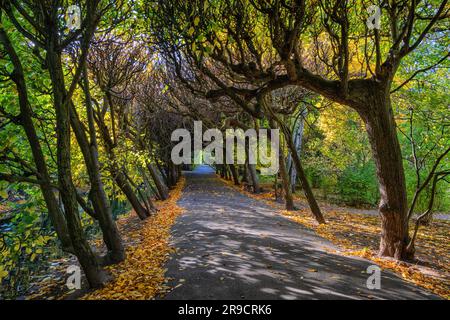 Tunnel arborescent dans le parc Oliwa (Oliwski) dans la ville de Gdansk en Pologne. Allée en automne avec des hêtres formant une arche naturelle. Banque D'Images
