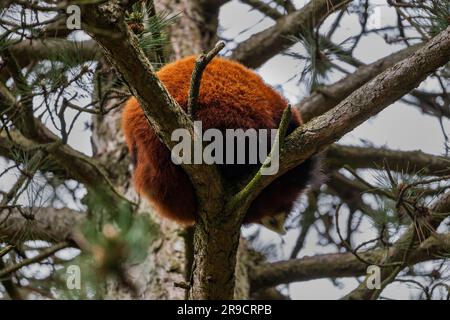 Panda rouge (Ailurus fulgens) balle de fourrure dormant sur une branche d'arbre, animal de la famille des Ailuridae, région indigène : himalaya de l'est et CH du sud-ouest Banque D'Images