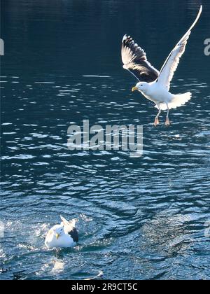 Les mouettes déferle dans le fjord de Norvège. Des gouttes d'eau éclaboutent dans le mouvement dynamique de l'oiseau de mer. Photo d'animal de Scandinavie Banque D'Images