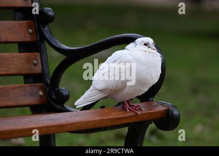 Gros plan d'une colombe blanche ou d'un pigeon debout sur le bord du siège d'un banc de parc en bois, pendant une journée de pluie Banque D'Images