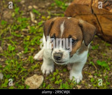 Petit Jack russell terrier chiots jouant les uns avec les autres à l'extérieur en roulant autour et en grignotant sur des bûches de bois. Sulmona, Abruzzes Banque D'Images