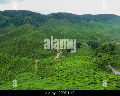 20 novembre 2018 - Cameron Highlands, Malaisie: Touristes visitant une plantation de thé noir avec plate-forme d'observation dans les montagnes de Cameron Highlands, Banque D'Images